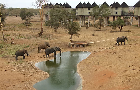 Salt Lick Lodge Game Viewing